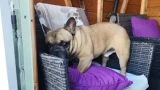 Cushioneer