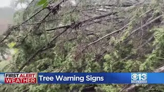 California storms: Tree trimming companies scrambling to keep up