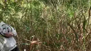 I found a secret area behind longrass at the park!
