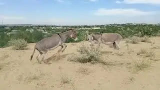 Donkey Meeting video in Jungle #animals #suscess #donkey #virqlvideo  @AnimalHT2721 @donkey13 