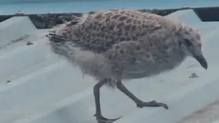 Baby Gulls 💖 🕊️