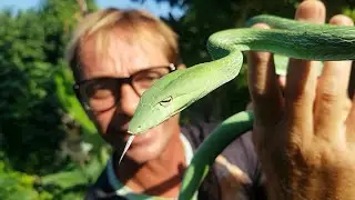 DEADLY VENOMOUS SNAKE??  BIG GREEN VINE SNAKE🐍🐍 Corey Wild