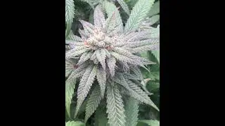 Something for #seedsupreme