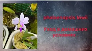 phalaenopsis lowii.  Уход и содержание .