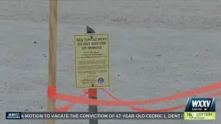 First sea turtle nest found in South MS since 2018