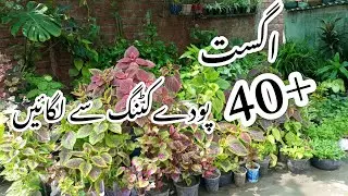40+Permanent hardy plants grow from cuttings in August 