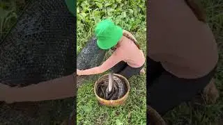 Unique fish trap with chicken liver to catch a lot of big eels fish for survival