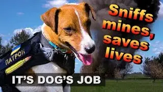 Patron dog | The hero dog of Ukraine | Nova Ukraine