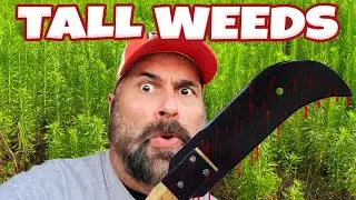 WHAT LIES BENEATH THE TALL WEEDS?