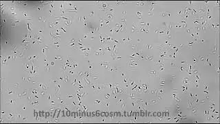 Bacteria motility-2 | Tumbling - Listeria monocytogenes