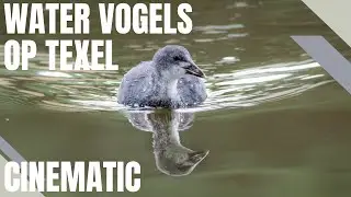 Watervogels op Texel Cinematic