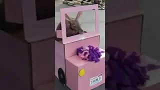 Tilli the Aardvark Celebrates Sweet 16