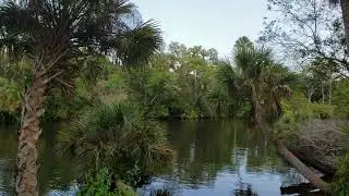 Sabal palmettos of all Shapes and Sizes In Habitat At Snook Haven in Venice Florida.