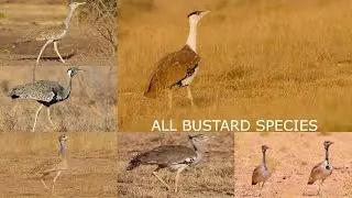 All Bustard Species / Types of Bustard birds / Bustard birds
