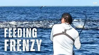 Fishing a Florida Feeding Frenzy!