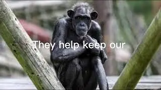 Stop monkey abuse