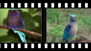 KACB 396 Ornithology ,Order : Coraciiformes