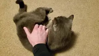 4K Cat Flopping Around Enjoying Being Pet | Cat Videos June 2021