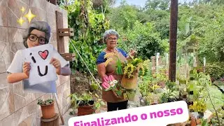 Orquídeas selvagens e perfumadas no novo pergolato 