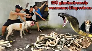 A group of brave hunters captured 100 giant king cobras alive in an abandoned house.