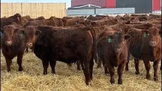 Winn Man Farms - 780# March Delivery Steers - 78 Head (Winnipegosis, MB)
