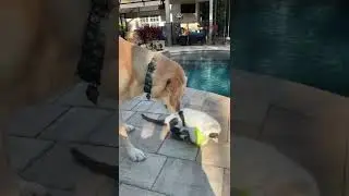 Caption this 😂 #shorts #animals #animal #cat #funny #dog