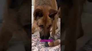 Трогательная первая встреча собаки с котятами! 🥰🐶