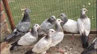 For Sale Ya Madrasi 12 Bacche Hapur Uttar Pradesh Hai Kalpara Nafta Patte #Pigeon #Kabutar #Pigeon