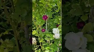 The Wedding Day rose,  David Austin Claire Rose and Winchester Cathedral, with Blue Magenta rambler