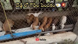 గొర్రెల పెంపకం తెలుగు లో || Sheep farming || ￼ గొర్రెల పెంపకం జాగ్రత్తలు|| షెడ్ లో గొర్రెల పెంపకం