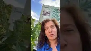 El bele&ntilde;o la planta de las brujas