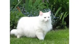 Fluffy white cat breeds