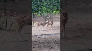 Deer park hauz khas delhi - unique hidden park in delhi | Haus khas deer park delhi tourist places