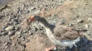 male of #geese attack me don't approach at my family الاوز يهاجمني عند الاقتراب من عائلته 😂