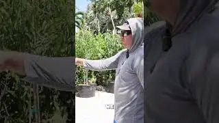 Growing big trees in pots
