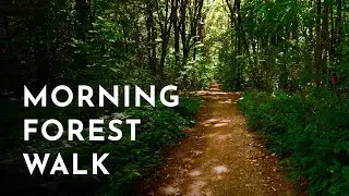 4K HDR | Morning walk in the forest, Băneasa Forest