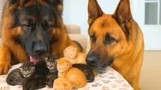 First Meeting! German Shepherd's Unexpected Reaction to Mother Cat and Her Tiny Kittens
