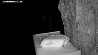 Live wildlife Feeder: Wildlife Feeding Frenzy at McCaslin Brook | Nicolet National Forest 24/7