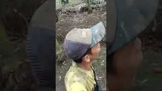kebun sawit #kelingling #sawit#shortvideo