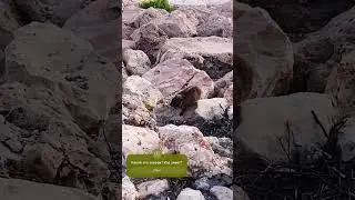 Кто вы такие?😁 #israel #animals #daman #shorts #израиль