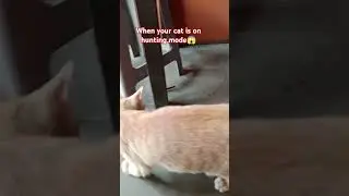 when your cat is on hunting mode #cat #huntingmode #hunting #short #catvideos #funny #viral