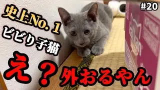 ケージから飛び出したビビり子猫がこの後…