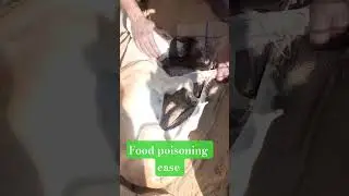 food poisoning dog #dog #dogshorts #doglife #dogs #doglove #trendingshorts