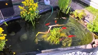 Guldfisk och koi f&aring;r mat
