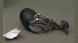 Emu Industry Promotional Video