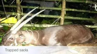 Документальный фильм SAOLA