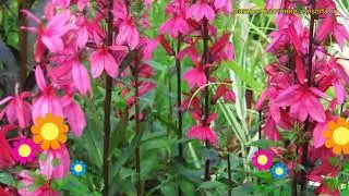 Лобелия гибридная Роуз Принцесс. Краткий обзор, описание характеристик lobelia hybrid Rose Princess