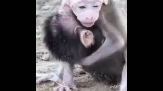 3 baby monkeys = triple the cuteness! 🐒💕 #MonkeyBonding #BabyMonkeys #monkeybehavior #babymonkey