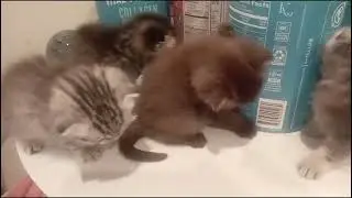 4 kittens so makulit na #cute #kitten 