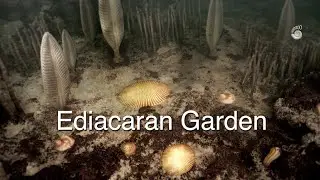 Ediacaran Garden the first animals